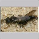 Oxybelus bipunctatus - Fliegenspiesswespe w24 5mm mit Fliege - OS-Wallenhorst-Tongrube-Lehmwiese.jpg